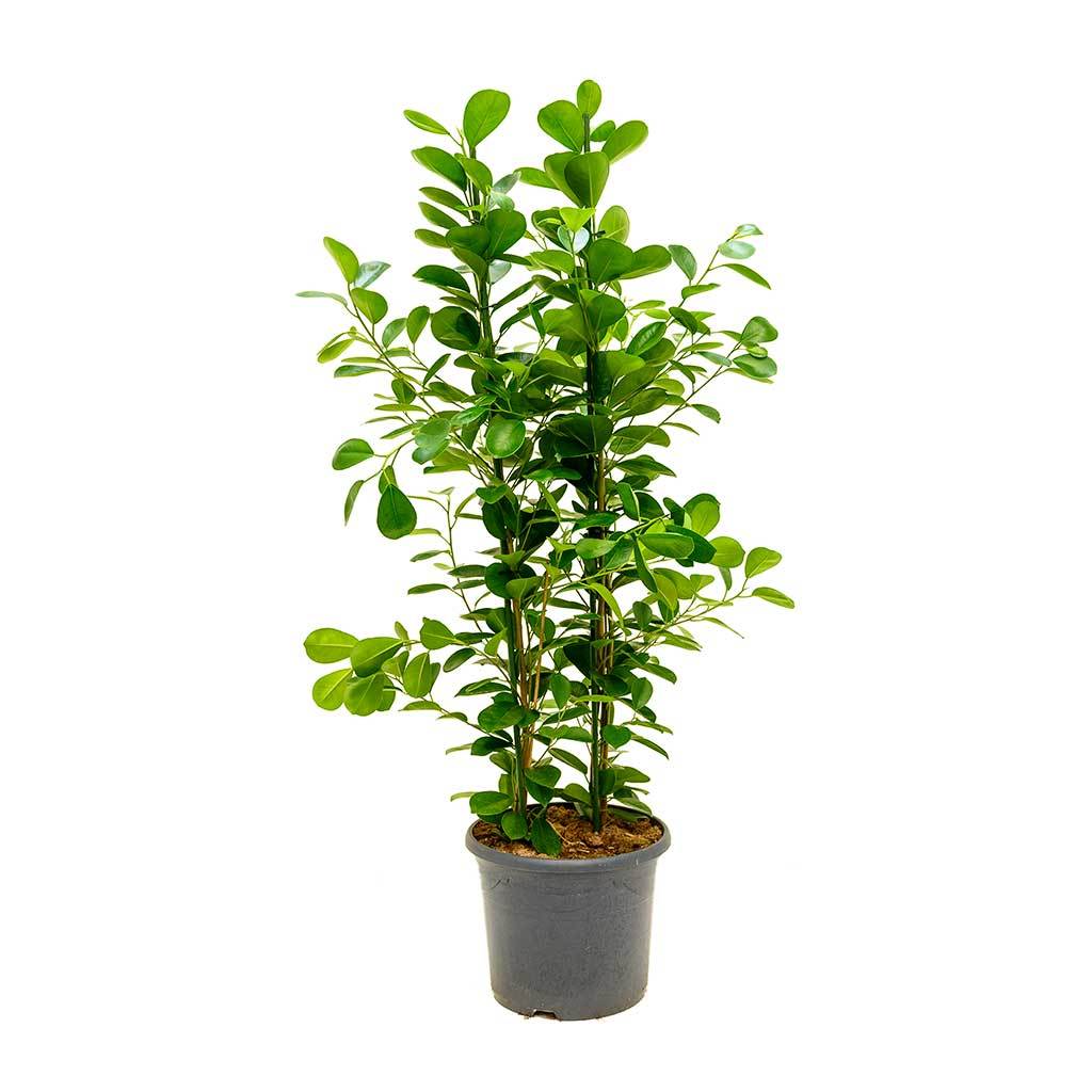 Ficus microcarpa 'Moclame' 